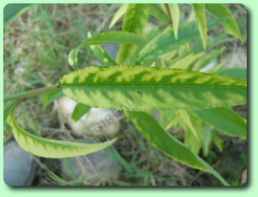 La chlorose ferrique