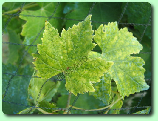 La chlorose ferrique