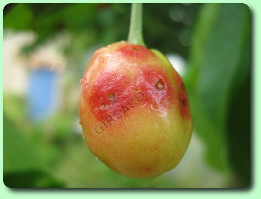 Coryneum sur une cerise