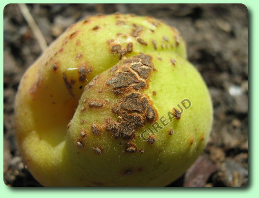 Coryneum sur un abricot