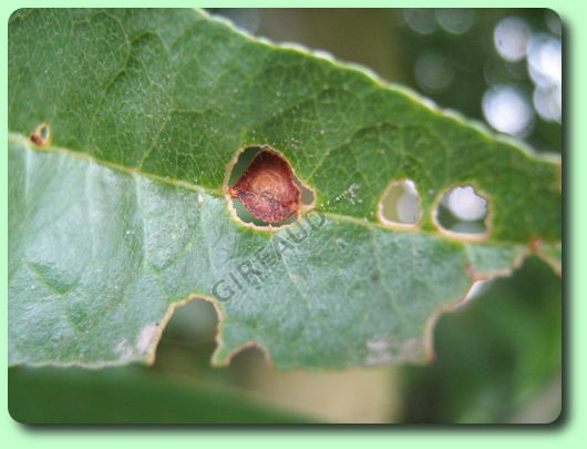 Le coryneum sur l'amandier