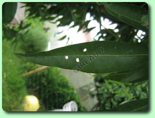 Le coryneum sur l'amandier