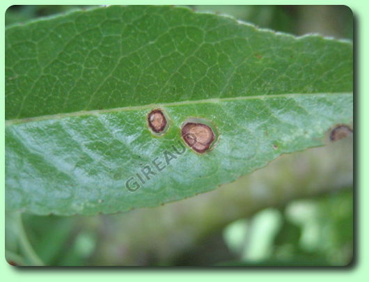 Le coryneum sur l'amandier