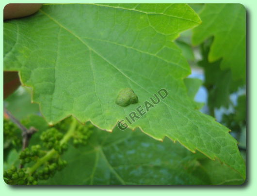 La cloque de la vigne