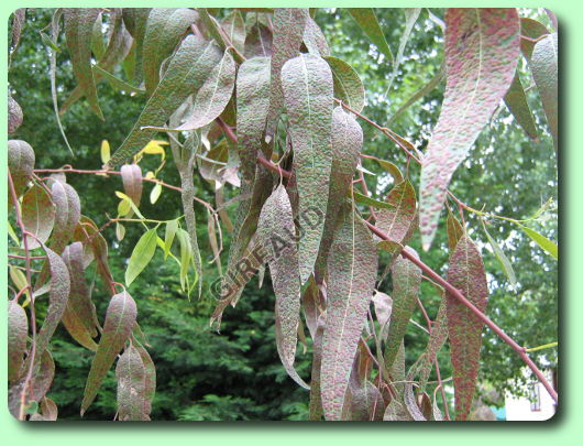 La galle de l'eucalyptus