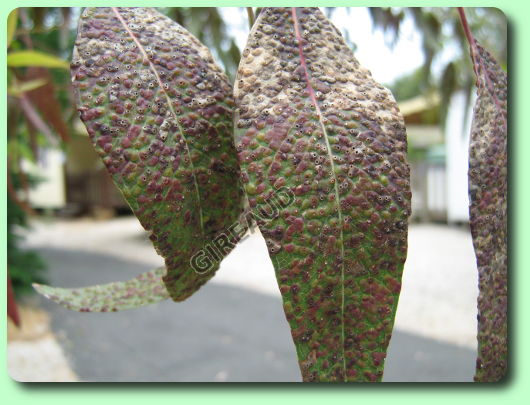 La galle de l'eucalyptus