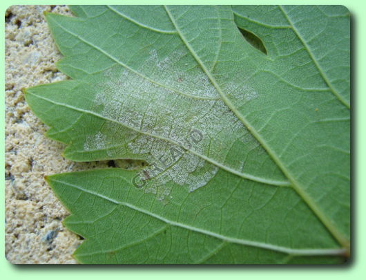 Mildiou sur la face inférieure d'une vigne