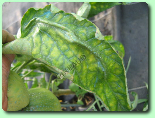 Le mildiou sur la tomate