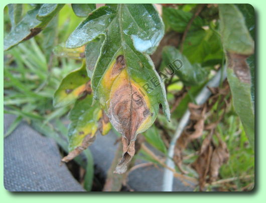 Le mildiou sur la tomate