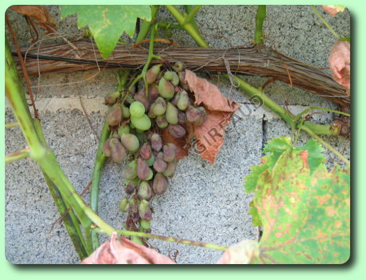 Dégâts d'oïdium sur une grappe de raisin