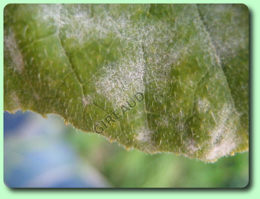 L'oïdium de la courgette