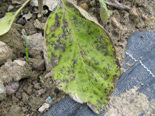 La maladie des taches noires sur aubergine