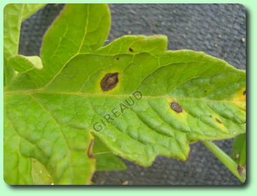 Taches noires sur une feuille de tomate