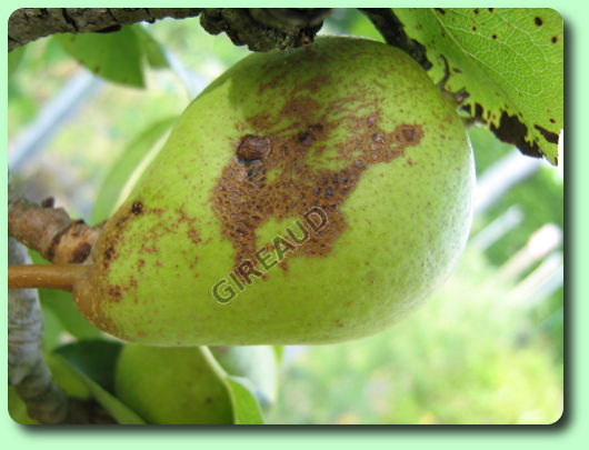 La tavelure sur une poire