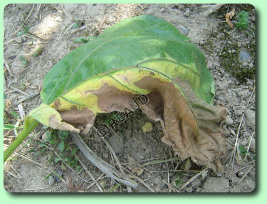 La verticilliose sur une feuille d'aubergine