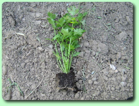 Plant de céleri branche