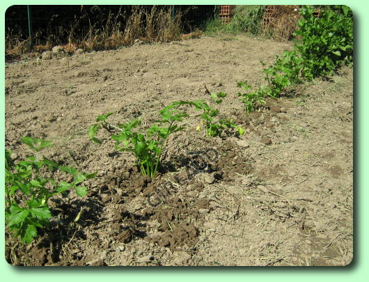 La plantation du céleri branche