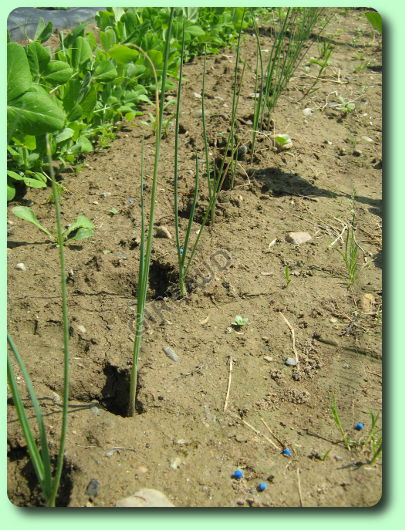 La plantation des poireaux